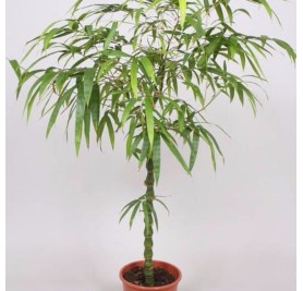 Buddha Bamboo - Bambusa Ventricosa